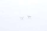 Tiny Silver Seal Stud Earrings - Sweet November Jewelry
