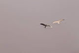 Silver Seagull Studs - Sweet November Jewelry